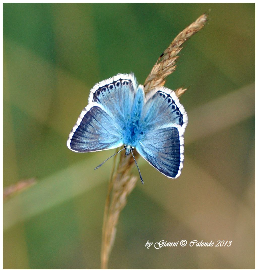 Polymmatus icarus???